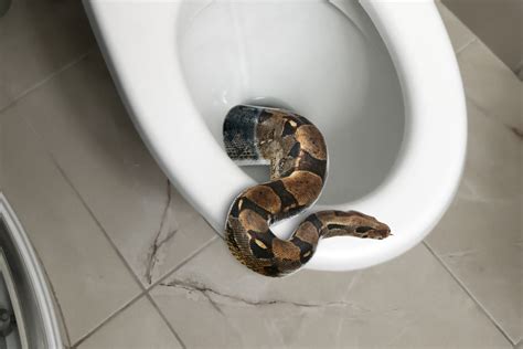Toilet snake near me - This makes it convenient to find a location near your home for renting a plumbing snake. Additionally, these chains often have extended operating hours, ... 13 Amazing Toilet Snake Plumbing Tool for 2024. Where Is The Dishwasher Drain. Where Can You Rent A Steamer. Reviews .